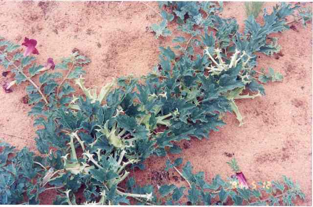 devils claw